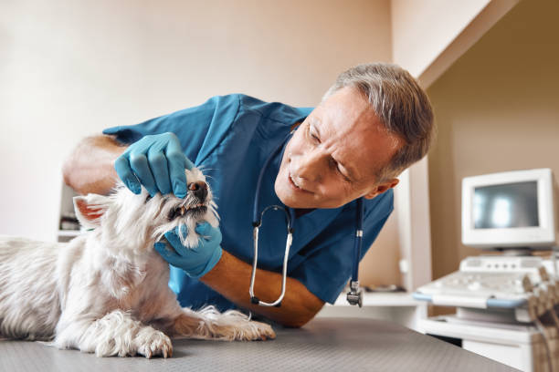 Best Emergency Care for Gum Disease in San Diego, TX